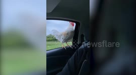 Woman rescues cockerel after it flew through her car window