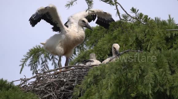 Baby Storks use their wings for the first time while relaxing in the nest