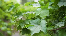 Turpan in China's Xinjiang turns grape leaves into gold