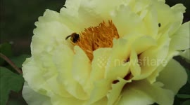 China: Peonies Bloom in A Park in Hefei