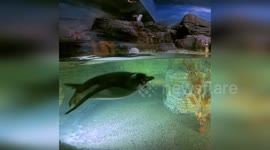 USA: Penguins' Aquatic Adventures