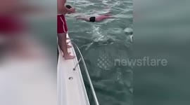 Man attempts to body slam orca