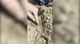 Mum homeschools children in 'real life skills' - including gardening, cooking, DIY