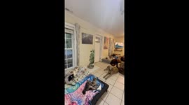 TikTok prank leads to hilarious dog pile moment in Virginia