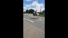 Sunlit trot: horse on the road