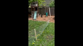 Dog hits suspended wire fence while chasing rabbit in Toronto garden