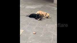 China: Dogs Enjoying Branches by the Roadside