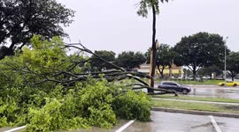 Heavy Winds Split a Large Tree By Preston Road in Plano, Texas (4K)