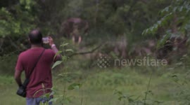 huge tusker chasing to villagers while watching him