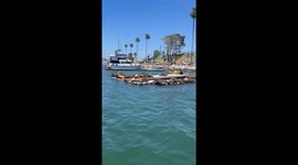 Sea Lions at Oceanside Harbor, California