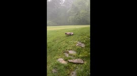 Falling Branch Surprises Frenchie During Potty Break