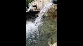 Trout Swims Against Current Through Flowing Water