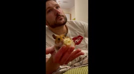 Hamster plays with owner like its a pet dog