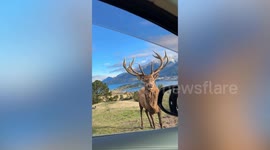 Curious moose glares at passerby in New Zealand