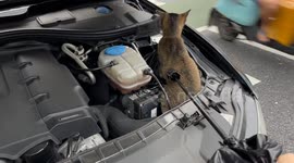 Chinese woman shoo away cat out of car engine