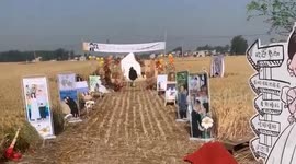 Controversy as Chinese couple flatten wheat field to hold wedding ceremony