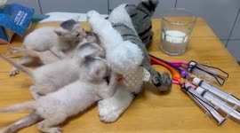 Chinese owner creates bionic feeding toy for kittens