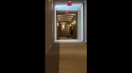 Puppy enjoys playful run in hallway