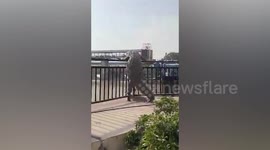 Mammoth crocodile clambers over railings next to river in India