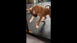 Teething pup's carrot capers: jumping joy in Norwich!