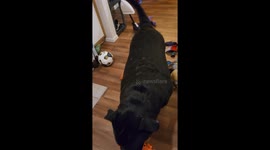 Three-year-old dog throws fits when dad leaves for work