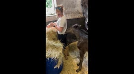 Foal Pesters Caretaker