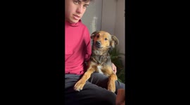 Dog Dislikes Hands In Trend