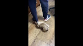 Puppy Pulls Owner's Pant Leg