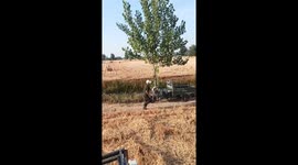 Harvesters chase runaway ostrich across wheat fields in eastern China