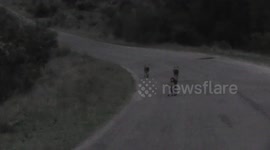 Eerie scene as photographer passes pack of howling wild dogs at night in Kruger National Park