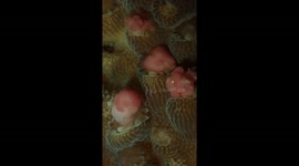 Magic moment of cauliflower corals spawning