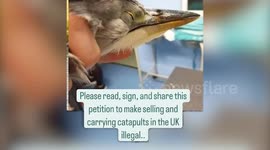 RSPCA say wildlife and pets deaths from catapults are rising at an 'alarming' rate