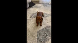 Gary the dog masterfully chooses the right hand for treats in San Diego