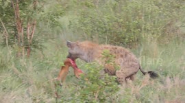 Daybreak Dining: Spotted Hyenas in Their Element