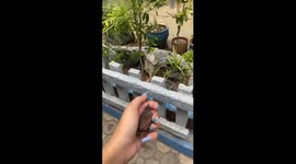 Rescue attempt backfires as bird falls prey to cat in Philippines