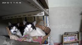 Tabby cats probe security camera at home