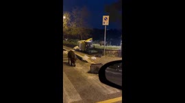 Unexpected encounter: wild boar startles passerby in Castel Gandolfo