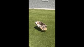 Tail-Holding Australian Shepherd Crashes Into House