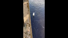 Swans having a leisure time in Durham