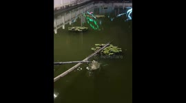 Chinese passerby used self-made tool to rescue cat trapped in pond