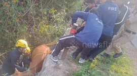 Fire service personnel rescued a cow which had fallen down from the road on Northern India