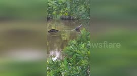 USA: The Alligator Mating Call Echoes Through in Gulf Islands National Seashore