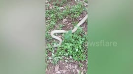Horrified locals find cobra devouring a python