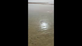 Leopard Stingray Charges Paparazzi