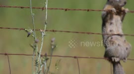 Fance Climbing Ground Squirrel in Oregon