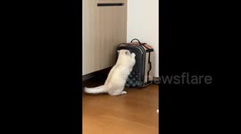 China: The Fickle White Munchkin Cat