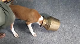 Dog's head trapped in anvil, people rescued it in south india