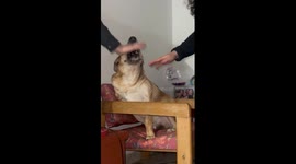 Amputee dog's touching gesture: placing her paw on owners' hands