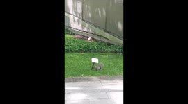 Grass mischief at Ground Zero, a tiny squirrel's sign of defiance in New York.