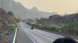 Bear seen in a forest after attacked on a farmer in India
